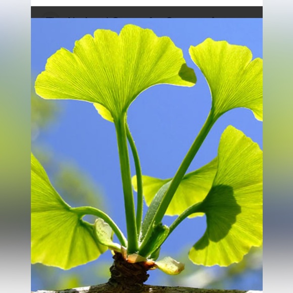 Vintage 1980s Bombay ginkgo leaf platter tray dish 12” x 18” - Picture 8 of 12